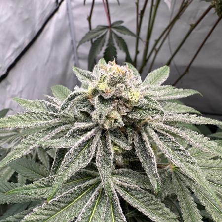 Cap Junky | Clone Test 2026