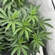 Super Buff Cherry #26 | Clone Test 2026
