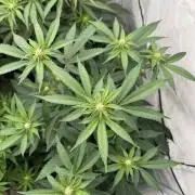 Super Buff Cherry #26 | Clone Test 2026