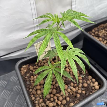 Cap Junky | Clone Test 2026