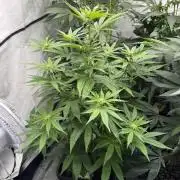 Cap Junky | Clone Test 2026