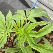 Super Buff Cherry #26 | Clone Test 2026