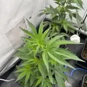 Cap Junky | Clone Test 2026