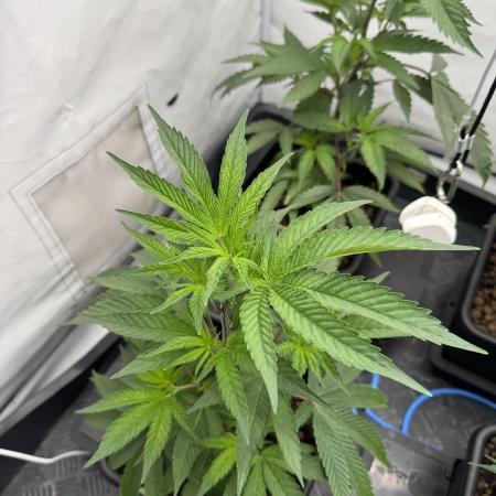 Cap Junky | Clone Test 2026