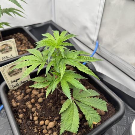 Super Buff Cherry #26 | Clone Test 2026