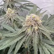 Elite Clone Test Grow 2026