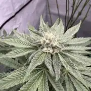 Cap Junky | Clone Test 2026