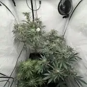 Elite Clone Test Grow 2026