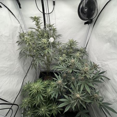 Elite Clone Test Grow 2026
