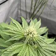 Cap Junky | Clone Test 2026
