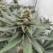 Super Buff Cherry #26 | Clone Test 2026