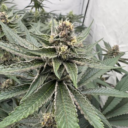 Super Buff Cherry #26 | Clone Test 2026