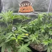 Rf3 Fast Buds