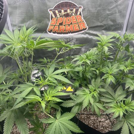 Rf3 Fast Buds
