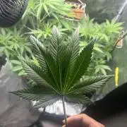 Rf3 Fast Buds