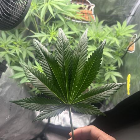 Rf3 Fast Buds