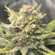 Rf3 Fast Buds