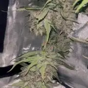 Rf3 Fast Buds