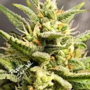 EllysGrow