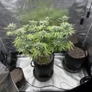 Pink Portal OG