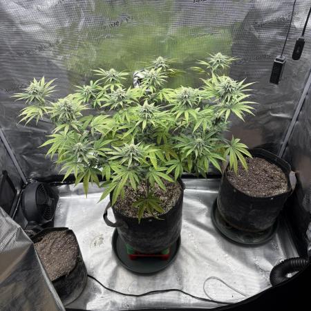 Pink Portal OG