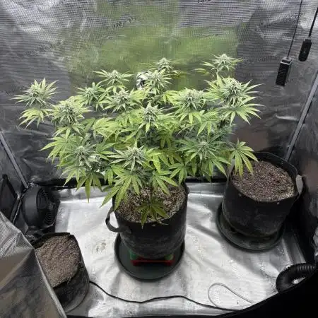 Pink Portal OG