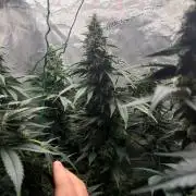 2026 | Glookies | Mystery Seed