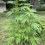 2026 | Glookies | Mystery Seed