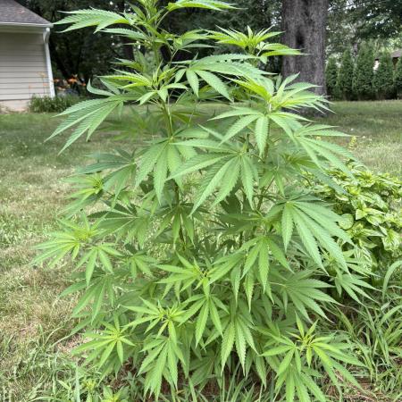 2026 | Glookies | Mystery Seed