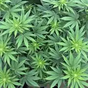 2026 | Glookies | Mystery Seed