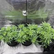 2026 | Glookies | Mystery Seed