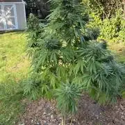 2026 | Glookies | Mystery Seed