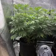 2026 | Glookies | Mystery Seed