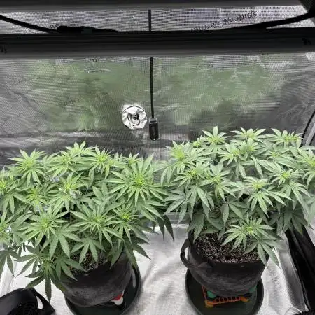 Pink Portal OG (BGS)