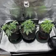 2026 | Glookies | Mystery Seed