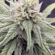 Pink Portal OG