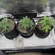 2026 | Glookies | Mystery Seed