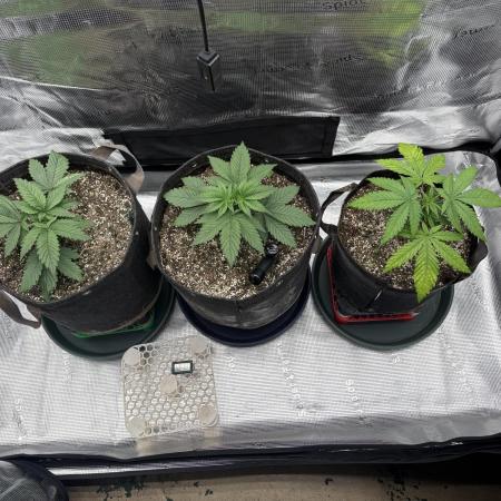 2026 | Glookies | Mystery Seed