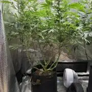 2026 | Glookies | Mystery Seed