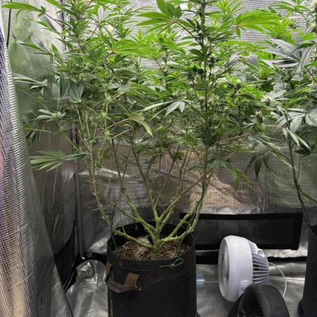 2026 | Glookies | Mystery Seed