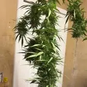 2026 | Glookies | Mystery Seed
