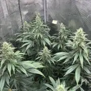 2026 | Glookies | Mystery Seed