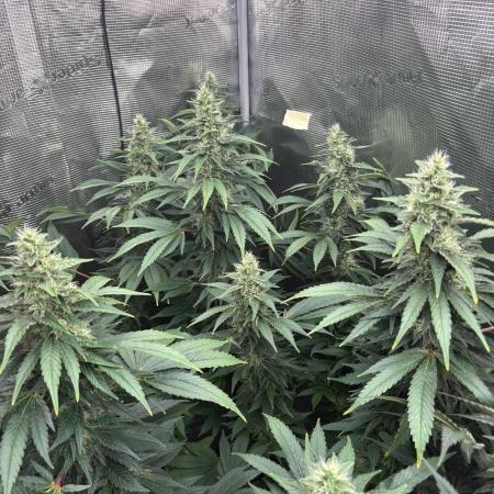 2026 | Glookies | Mystery Seed
