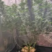 2026 | Glookies | Mystery Seed