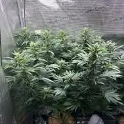 2026 | Glookies | Mystery Seed