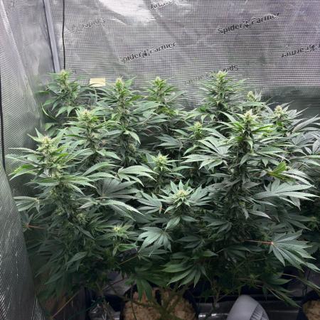 2026 | Glookies | Mystery Seed