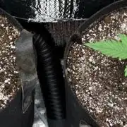 Mephisto (Mango Sorbet | Creamzicle)