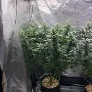 2026 | Glookies | Mystery Seed