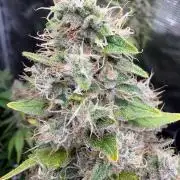 2026 | Glookies | Mystery Seed