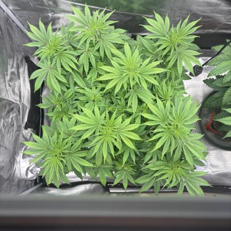 2026 | Glookies | Mystery Seed